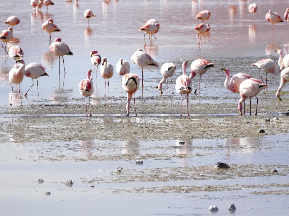 Flamingos lagoon bolivia