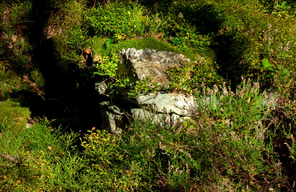 Ruins of Järnklev homestead in Gullmarsskogen 1