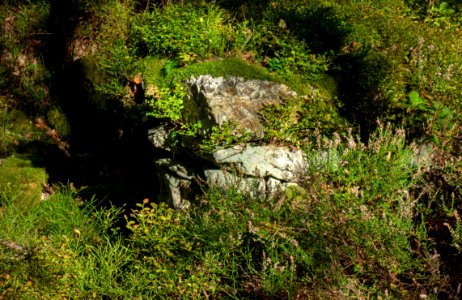 Ruins of Järnklev homestead in Gullmarsskogen 1