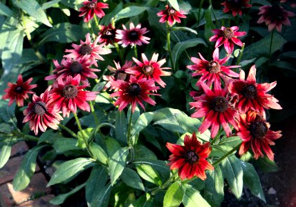 Rudbeckia Cherry Brandy