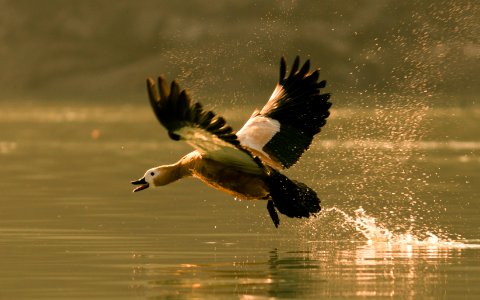 Ruddy shell duck (take off) photo