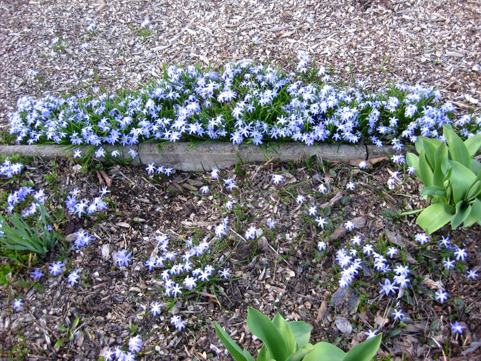 Ruhland, Parkstr. 3, Schneestolz im Vorgarten, Frühling, 01