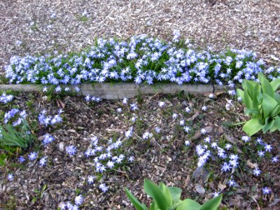 Ruhland, Parkstr. 3, Schneestolz im Vorgarten, Frühling, 01