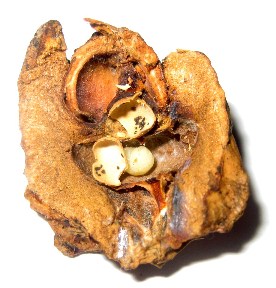 Ruhland, Ortrander Str, Geschwister-Scholl-Weg beim Turnerdenkmal, geöffnete Eichel-Galle der Knoppern-Gallwespe (Andricus quercuscalicis), Herbst, 01