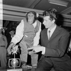 Rudi Carrell heeft de zilveren roos gewonnen. Rudi Carrell met chimpansee Plato , Bestanddeelnr 916-3519