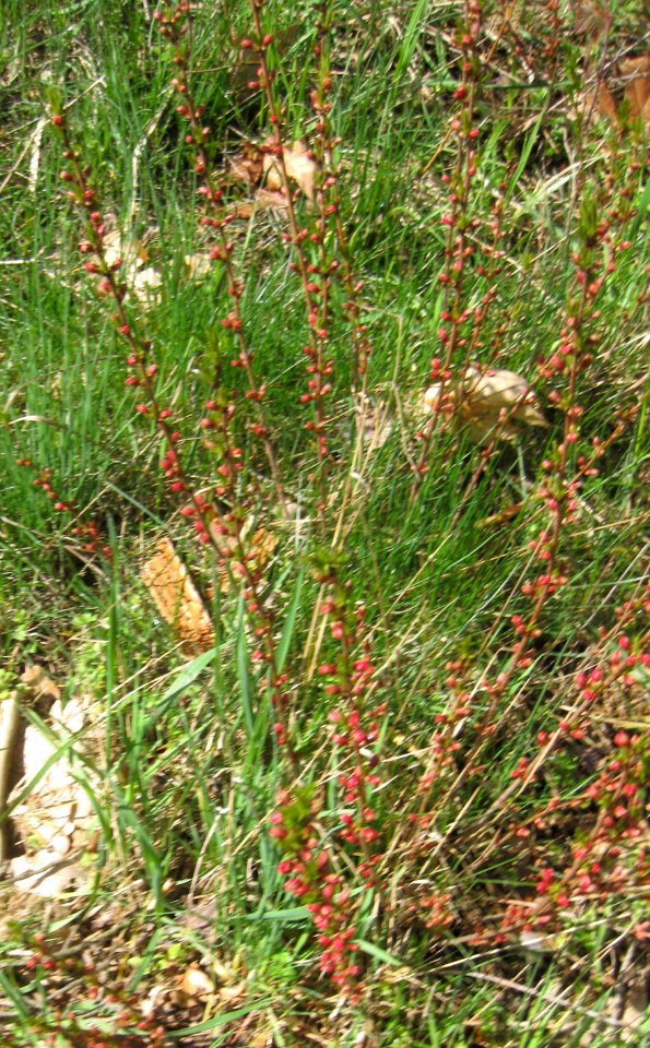 Ruhland, Grenzstr., Waldrand gegenüber Hausnr. 3, Mandelstrauch mit Blütenknospen, Frühling, 02