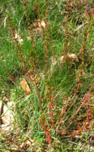Ruhland, Grenzstr., Waldrand gegenüber Hausnr. 3, Mandelstrauch mit Blütenknospen, Frühling, 02