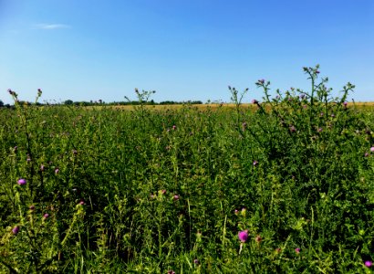 Ruigte met distels in de uiterwaarden