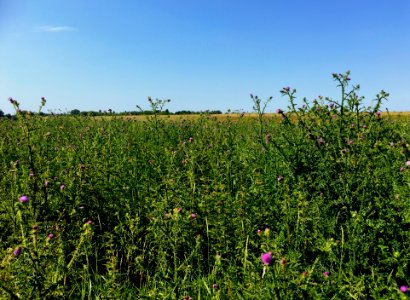 Ruigte met distels in de uiterwaarden photo