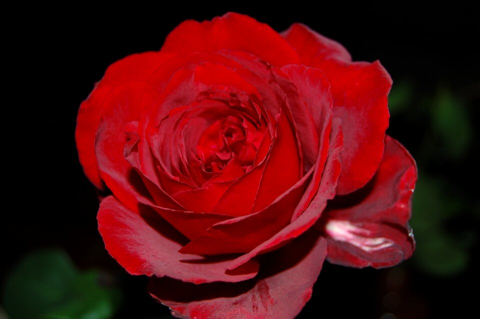 Red blossom bloom