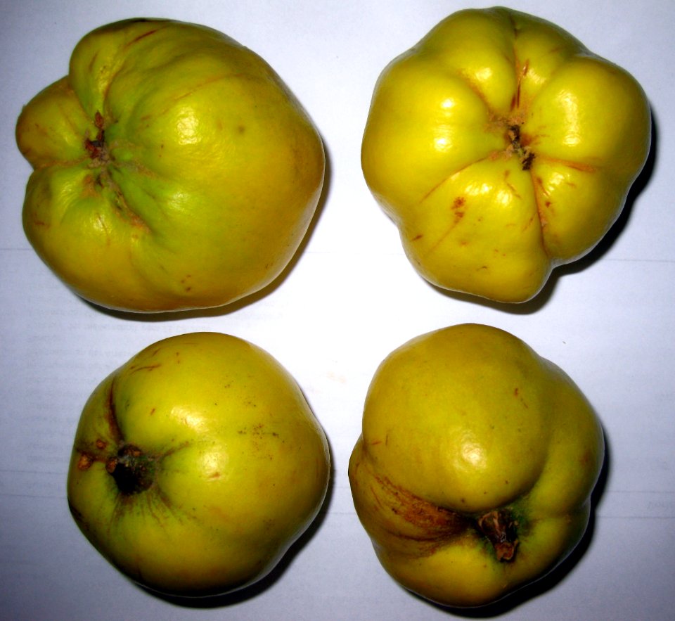 Ruhland, Am Fließ 6, Quitte, Frucht, Herbst, 01
