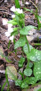 Ruhland, Grenzstr. 3, Geflecktes Lungenkraut im Garten, Pflanze weiß blühend, Frühling, 02
