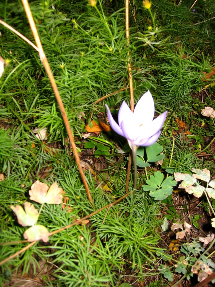 Ruhland, Grenzstr. 3, Pracht-Herbst-Krokus im Garten, Blüte, Herbst, 04