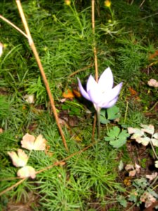 Ruhland, Grenzstr. 3, Pracht-Herbst-Krokus im Garten, Blüte, Herbst, 04