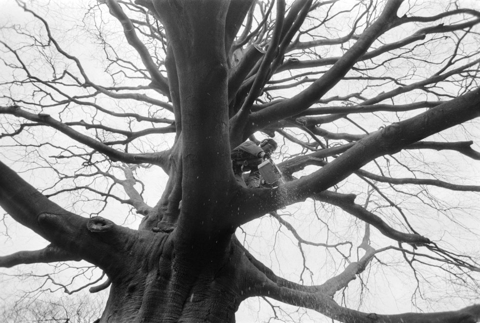 Ruim twee eeuwen oude beuk in Hortus in Leiden wordt verzaagd, omdat de boom het, Bestanddeelnr 934-1396