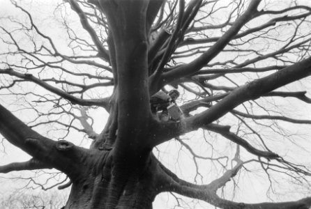 Ruim twee eeuwen oude beuk in Hortus in Leiden wordt verzaagd, omdat de boom het, Bestanddeelnr 934-1396