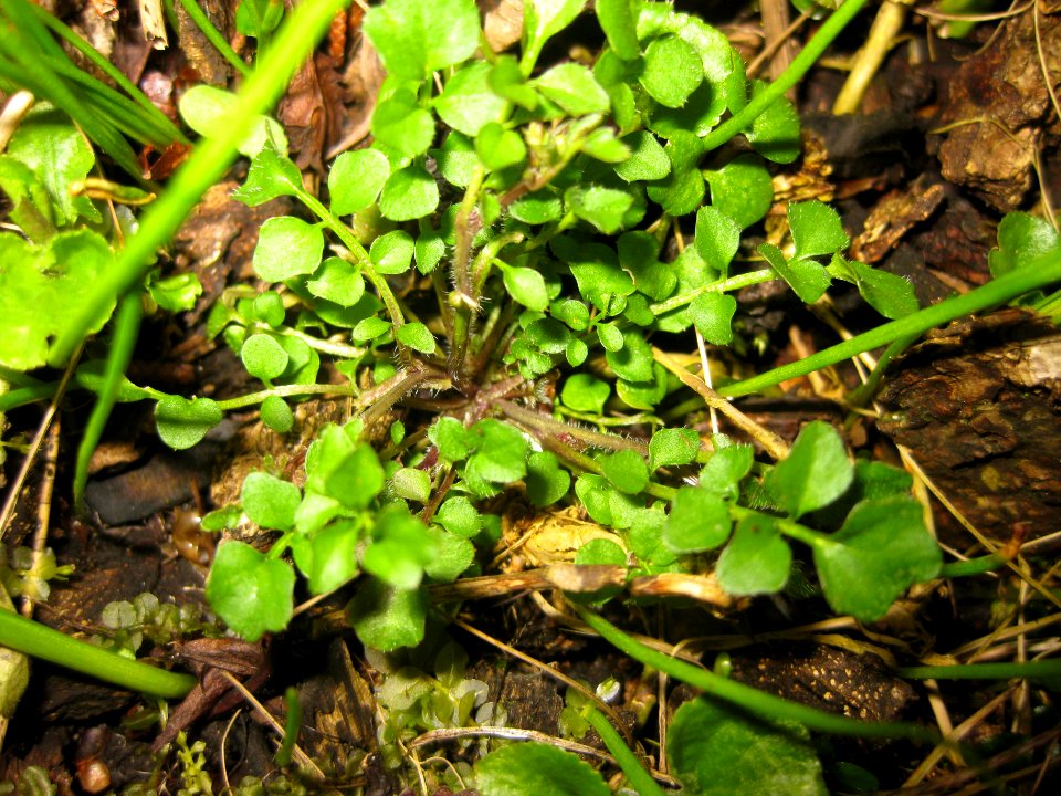 Ruhland, Grenzstr. 3, Behaartes Schaumkraut im Garten, Blattrosette, Frühling, 01