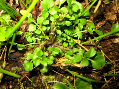 Ruhland, Grenzstr. 3, Behaartes Schaumkraut im Garten, Blattrosette, Frühling, 01