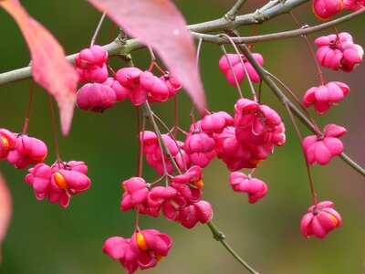 Pink bells wild flowers photo
