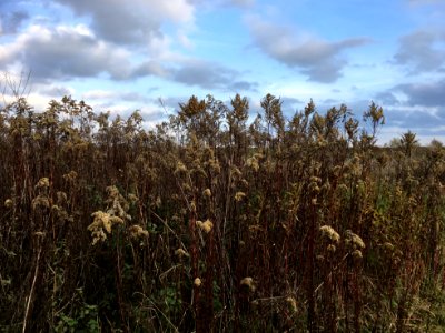 Ruigte met guldenroede en grote brandnetel photo