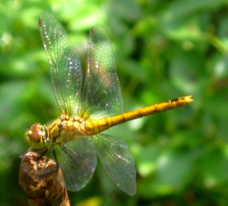 Ruhland, Grenzstr. 3, Blutrote Heidelibelle, Weibchen (jung), sitzend beim Rosenbeet, Sommer, 04