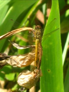 Ruhland, Grenzstr. 3, Blutrote Heidelibelle, Weibchen (jung), sitzend beim Gartenteich, Sommer, 02