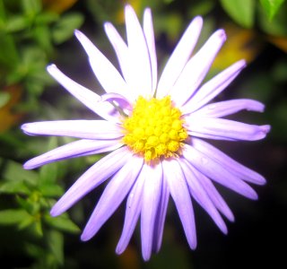 Ruhland, Grenzstr. 3, Kissen-Aster am Zuweg blau blühend, Blüte, Herbst, 01