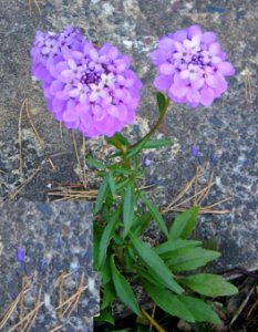 Ruhland, Grenzstr. 3, Doldige Schleifenblume im Garten, Blüte, Herbst, 01