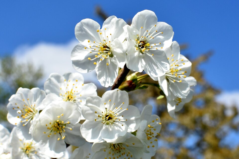 White nature cherry