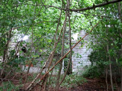 Ruine Goldachhof 2