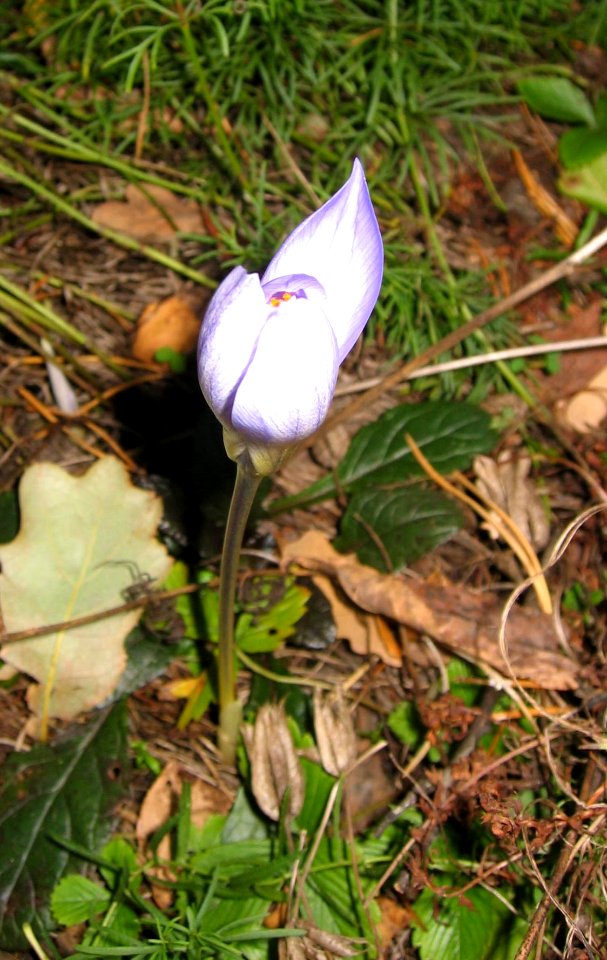 Ruhland, Grenzstr. 3, Pracht-Herbst-Krokus im Garten, Blüte, Herbst, 03