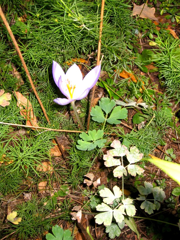 Ruhland, Grenzstr. 3, Pracht-Herbst-Krokus im Garten, Blüte, Herbst, 05