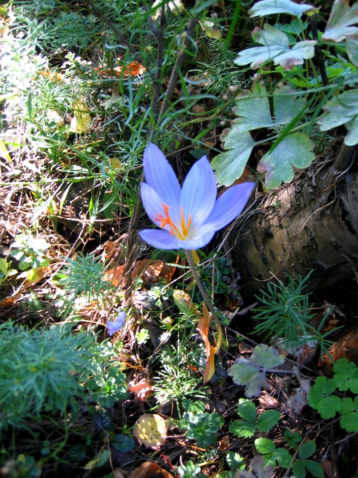 Ruhland, Grenzstr. 3, Pracht-Herbst-Krokus im Garten, Blüte, Herbst, 01