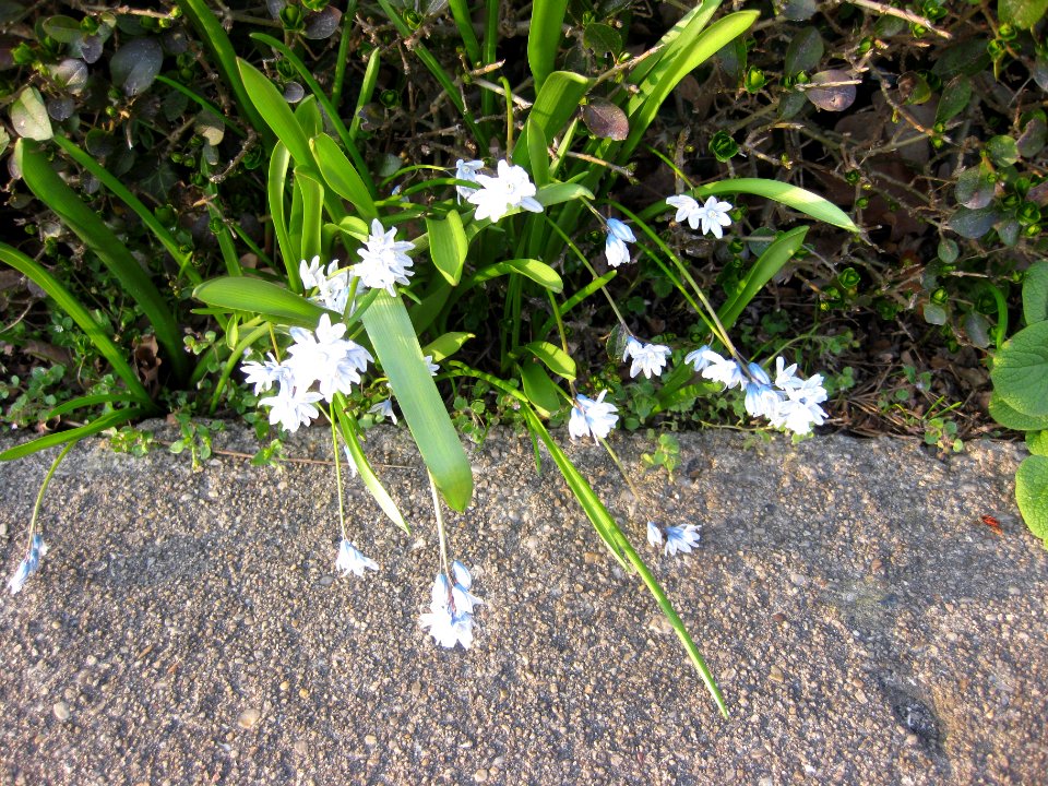 Ruhland, Grenzstr. 3, Puschkie blühend am Zuweg, Frühling, 01