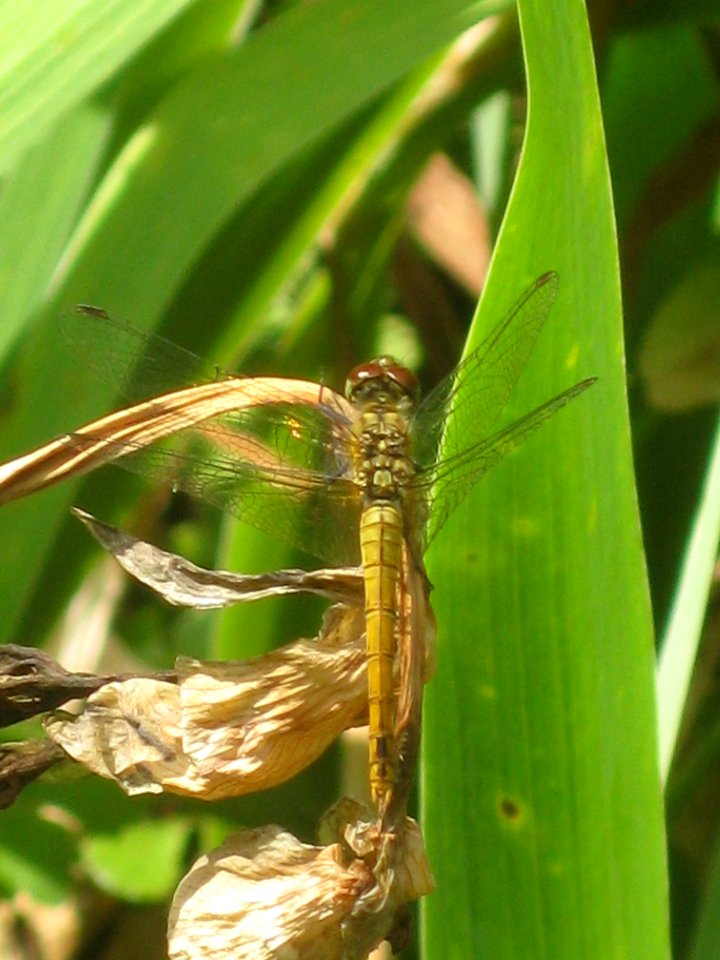 Ruhland, Grenzstr. 3, Blutrote Heidelibelle, Weibchen (jung), sitzend beim Gartenteich, Sommer, 03