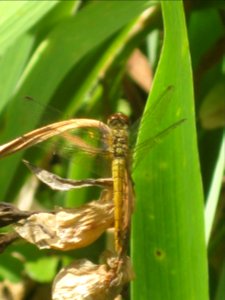 Ruhland, Grenzstr. 3, Blutrote Heidelibelle, Weibchen (jung), sitzend beim Gartenteich, Sommer, 03