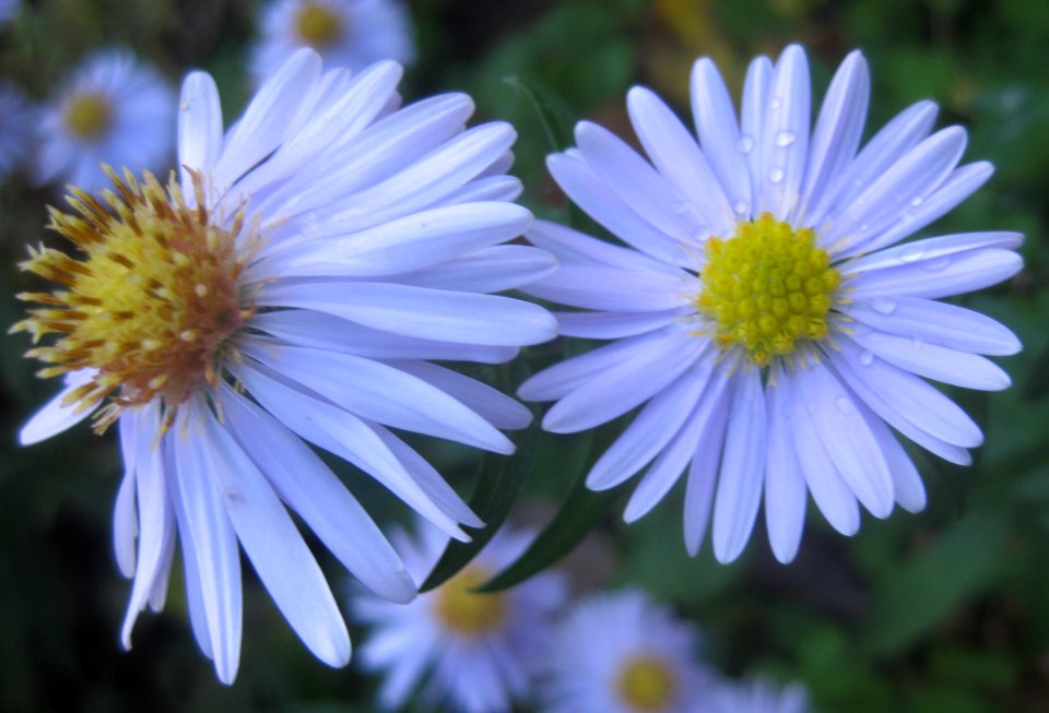 Ruhland, Grenzstr. 3, Kissen-Aster-Hybride am Zuweg hellblau blühend, Blüten, Herbst, 01