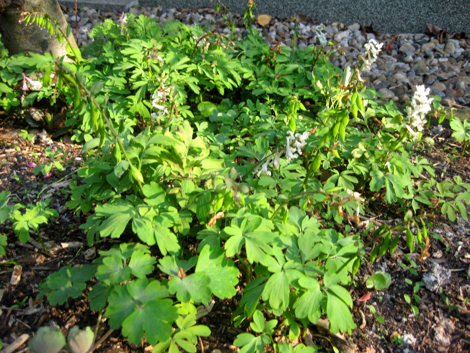 Ruhland, Grenzstr. 3, Hohler Lerchensporn samentragend im Garten, Frühling, 02