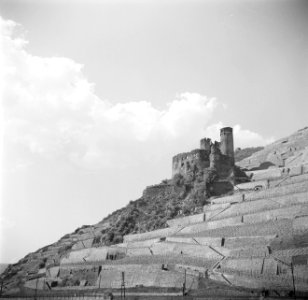 Ruïne Burg Ehrenfels in de wijngaarden op de Rüdesheimer Berg, Bestanddeelnr 254-1181