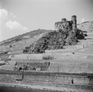 Ruïne Burg Ehrenfels in de wijngaarden op de Rüdesheimer Berg, Bestanddeelnr 254-1180
