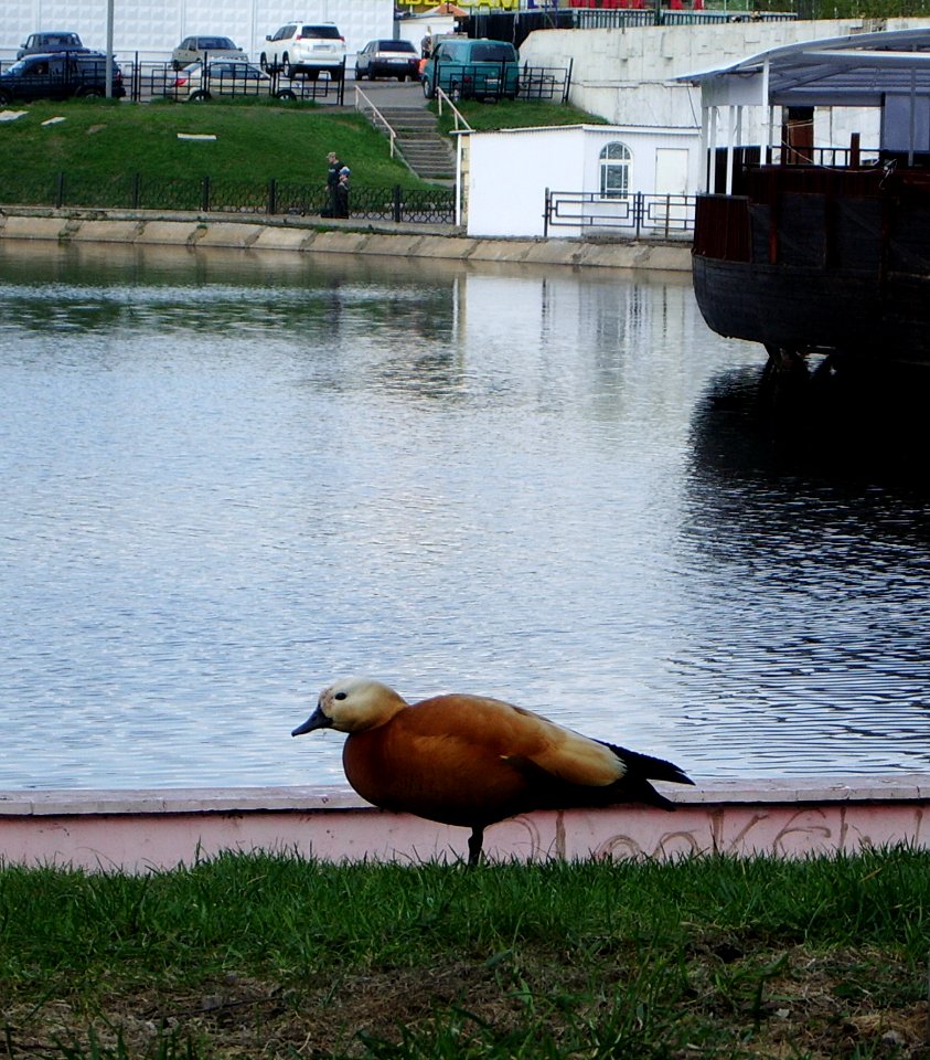 Ruddy Shelduck at Ambulatorny pond