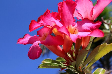 Flower pink flower petal photo