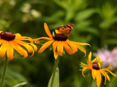 Rudbeckia hirta, 2015-07-12, Kane Woods, 05