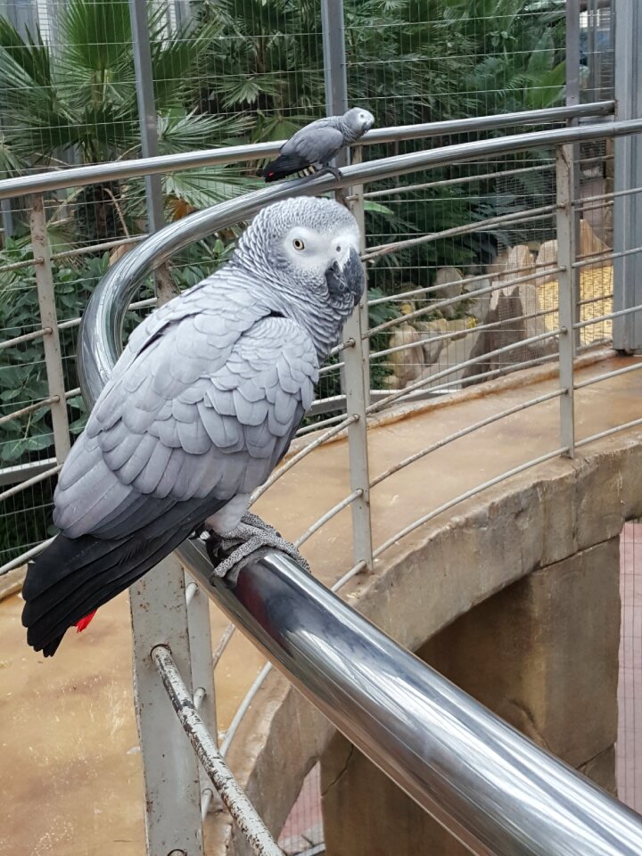 New parrot birds