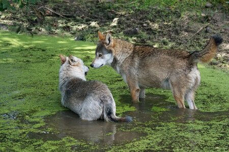 Pack animal attention alpha dog