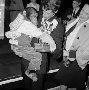 Rudi Carrell heeft de zilveren roos gewonnen. Rudi Carrell met chimpansee Plato , Bestanddeelnr 916-3521