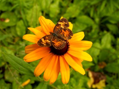 Rudbeckia hirta, 2015-07-12, Kane Woods, 02