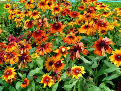 Rudbeckia-Flowers-Jardin des Plantes de Paris