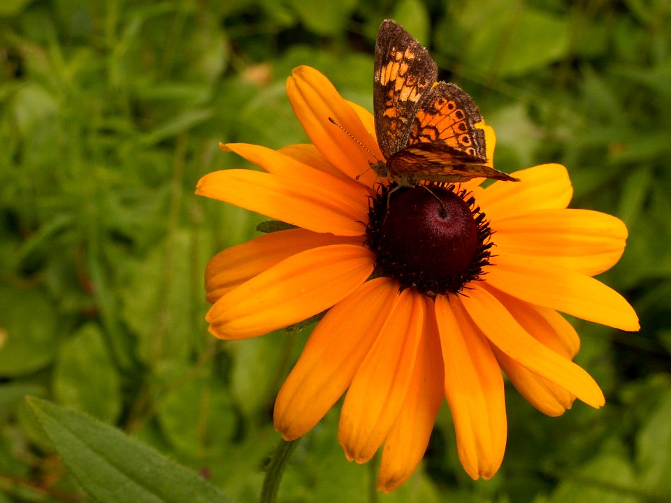 Rudbeckia hirta, 2015-07-12, Kane Woods, 04