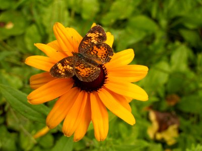 Rudbeckia hirta, 2015-07-12, Kane Woods, 03